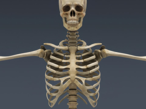 Menschliches Skelettsystem manipuliert 3D Modell