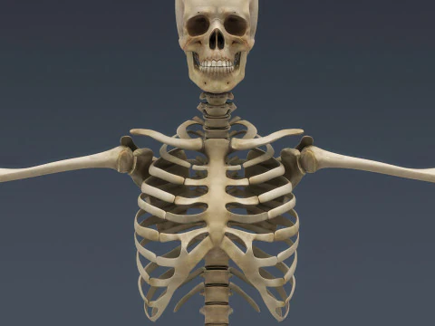 Syst&egrave;me de squelette humain truqu&eacute; Modèle 3D