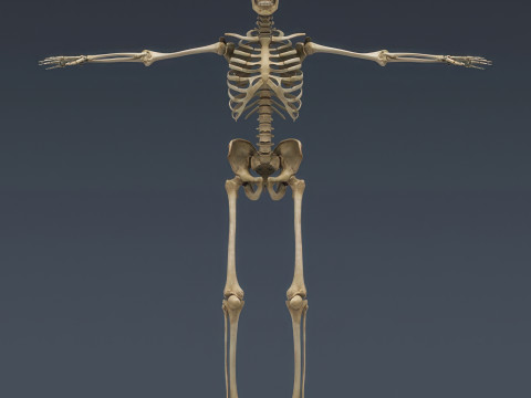 Menschliches Skelettsystem manipuliert 3D Modell