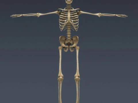 Syst&egrave;me de squelette humain truqu&eacute; Modèle 3D