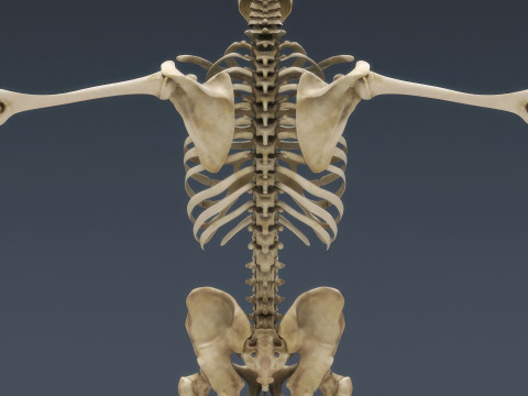 Menschliches Skelettsystem manipuliert 3D Modell