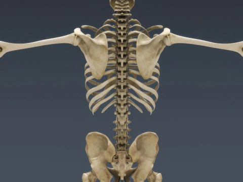 Syst&egrave;me de squelette humain truqu&eacute; Modèle 3D