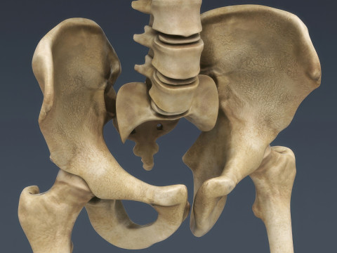 Menschliches Skelettsystem manipuliert 3D Modell