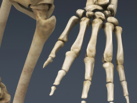 Menschliches Skelettsystem manipuliert 3D Modell