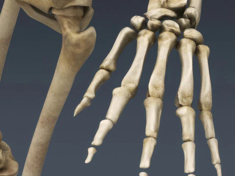 Syst&egrave;me de squelette humain truqu&eacute; Modèle 3D