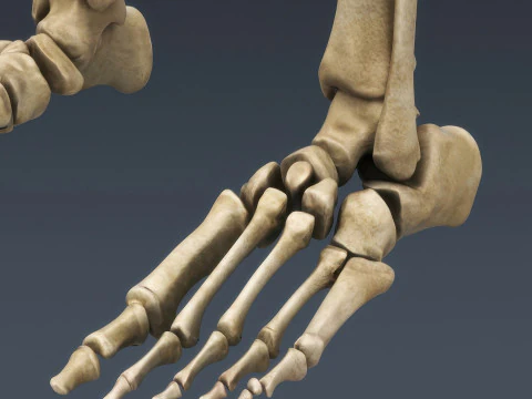 Syst&egrave;me de squelette humain truqu&eacute; Modèle 3D