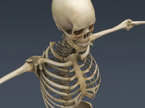 Menschliches Skelettsystem manipuliert 3D Modell