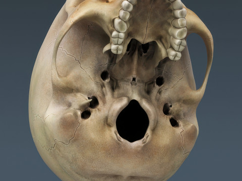 Menschliches Skelettsystem manipuliert 3D Modell