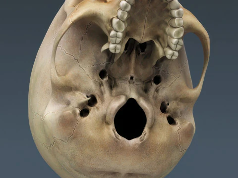Syst&egrave;me de squelette humain truqu&eacute; Modèle 3D