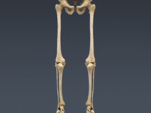 Menschliches Skelettsystem manipuliert 3D Modell