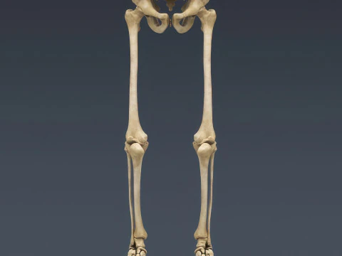 Syst&egrave;me de squelette humain truqu&eacute; Modèle 3D