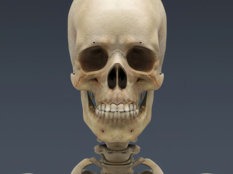 Menschliches Skelettsystem manipuliert 3D Modell