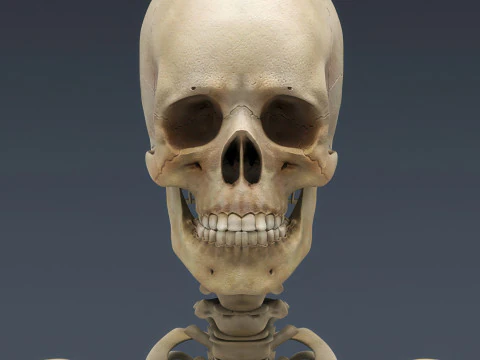 Syst&egrave;me de squelette humain truqu&eacute; Modèle 3D