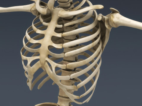 Menschliches Skelettsystem manipuliert 3D Modell