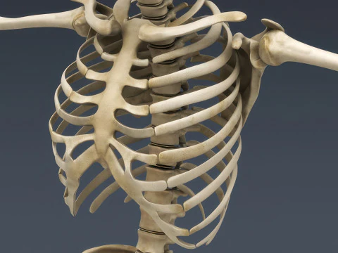 Syst&egrave;me de squelette humain truqu&eacute; Modèle 3D