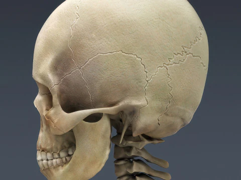 Syst&egrave;me de squelette humain truqu&eacute; Modèle 3D