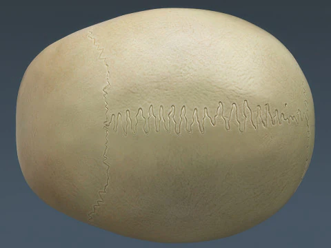 Syst&egrave;me de squelette humain truqu&eacute; Modèle 3D