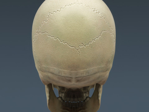 Menschliches Skelettsystem manipuliert 3D Modell