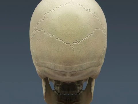 Syst&egrave;me de squelette humain truqu&eacute; Modèle 3D