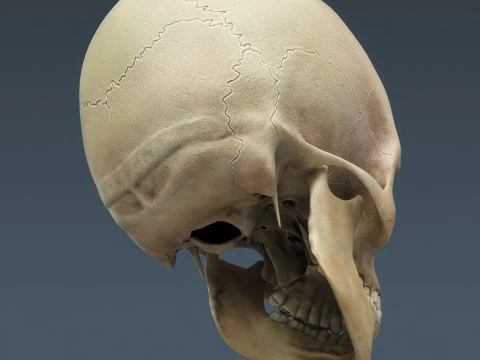 Syst&egrave;me de squelette humain truqu&eacute; Modèle 3D