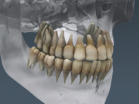 Menschliches Skelettsystem manipuliert 3D Modell