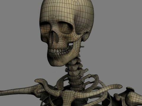 Menschliches Skelettsystem manipuliert 3D Modell