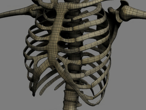 Menschliches Skelettsystem manipuliert 3D Modell