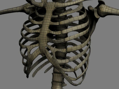 Syst&egrave;me de squelette humain truqu&eacute; Modèle 3D