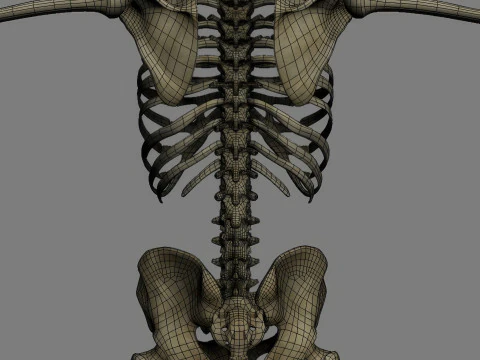 Syst&egrave;me de squelette humain truqu&eacute; Modèle 3D