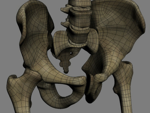 Menschliches Skelettsystem manipuliert 3D Modell