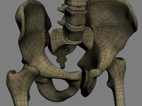 Syst&egrave;me de squelette humain truqu&eacute; Modèle 3D