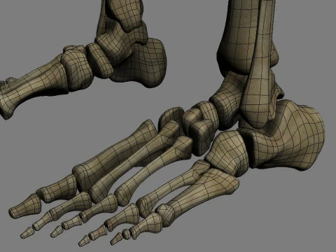 Syst&egrave;me de squelette humain truqu&eacute; Modèle 3D