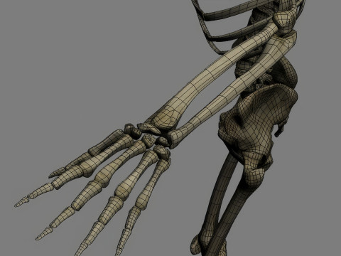 Menschliches Skelettsystem manipuliert 3D Modell