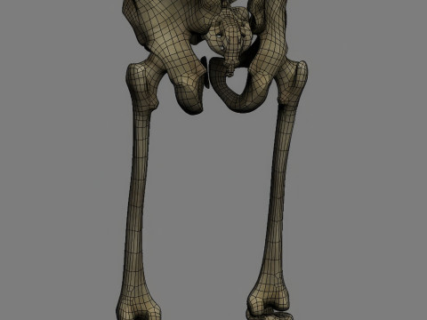 Menschliches Skelettsystem manipuliert 3D Modell