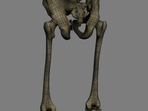 Syst&egrave;me de squelette humain truqu&eacute; Modèle 3D