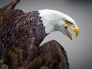 Animated Eagles 3D Модель