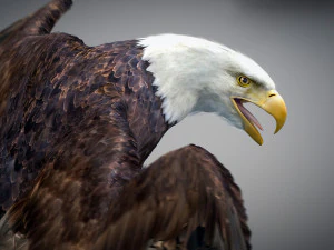 Animated Eagles 3D Model