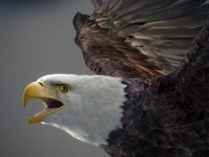 Animated Eagles 3D Model