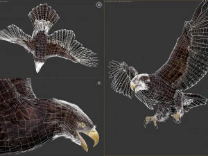 Animated Eagles 3D Model