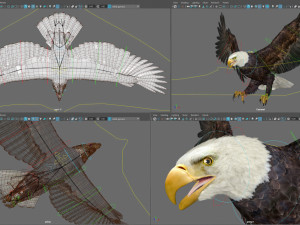Animated Eagles 3D Модель