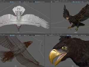 Animated Eagles 3D Model