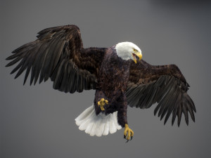 Animated Eagles 3D Модель