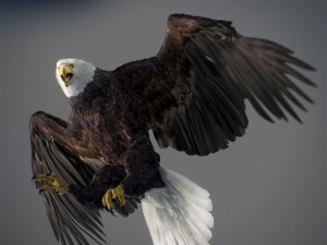 Animated Eagles 3D Модель