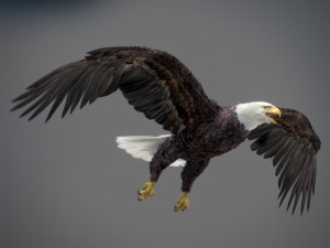 Animated Eagles 3D Модель