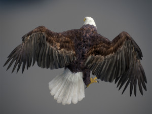 Animated Eagles 3D Модель