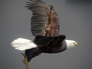 Animated Eagles 3D Модель