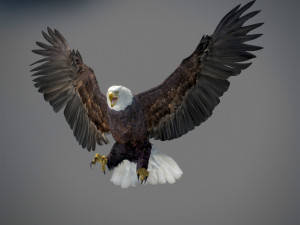 Animated Eagles 3D Модель