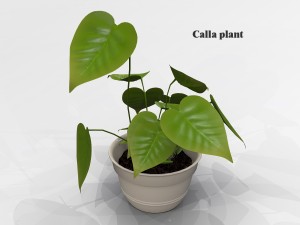 calla plant 3D Модель