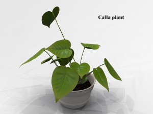 calla plant 3D Модель