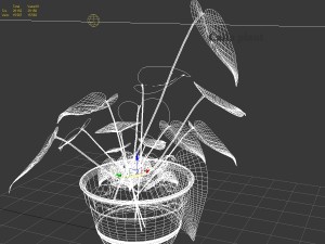 calla plant 3D Модель